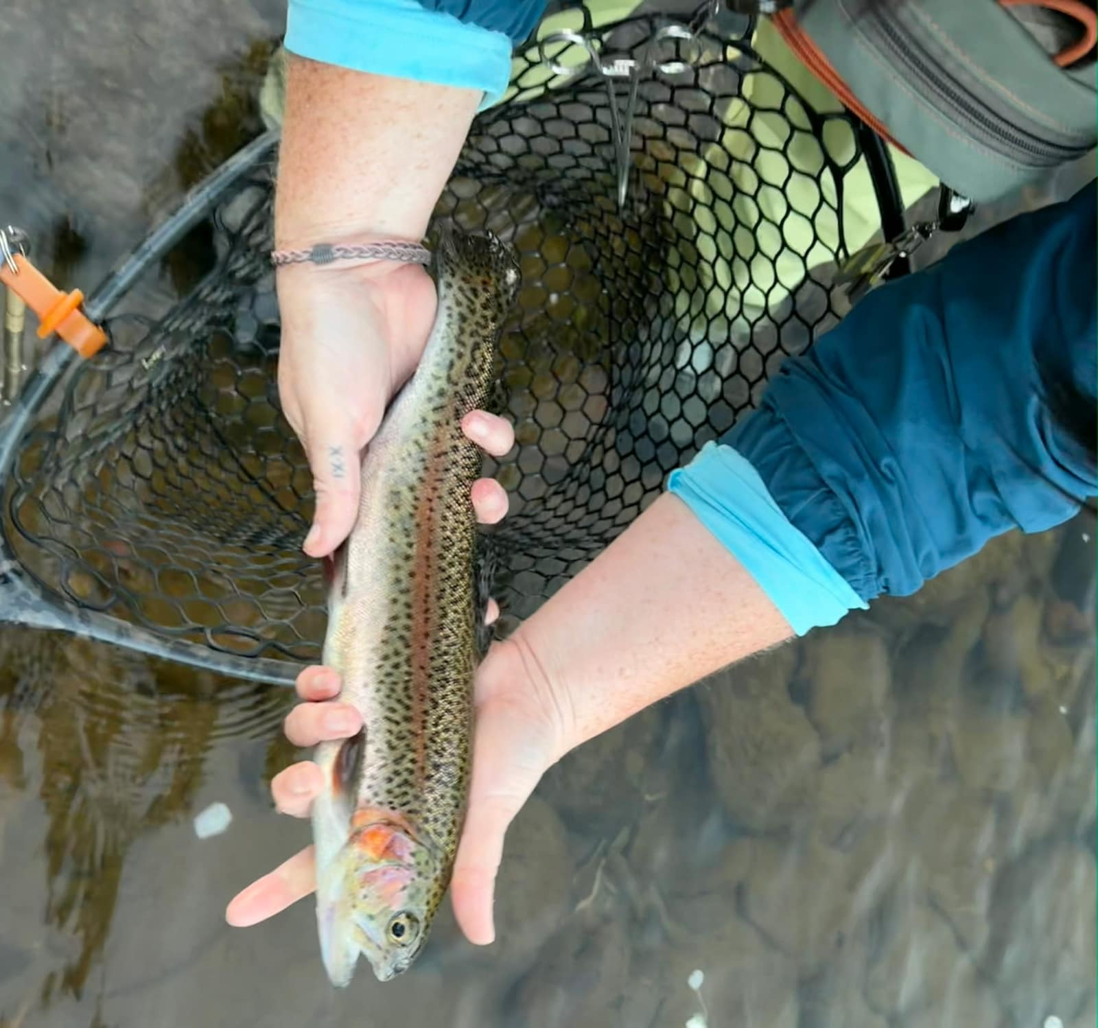 Rainbow trout lifted from the net over clear water