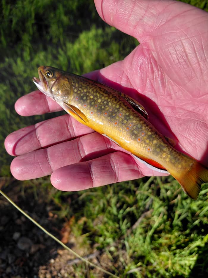 Small brook trout held streamside