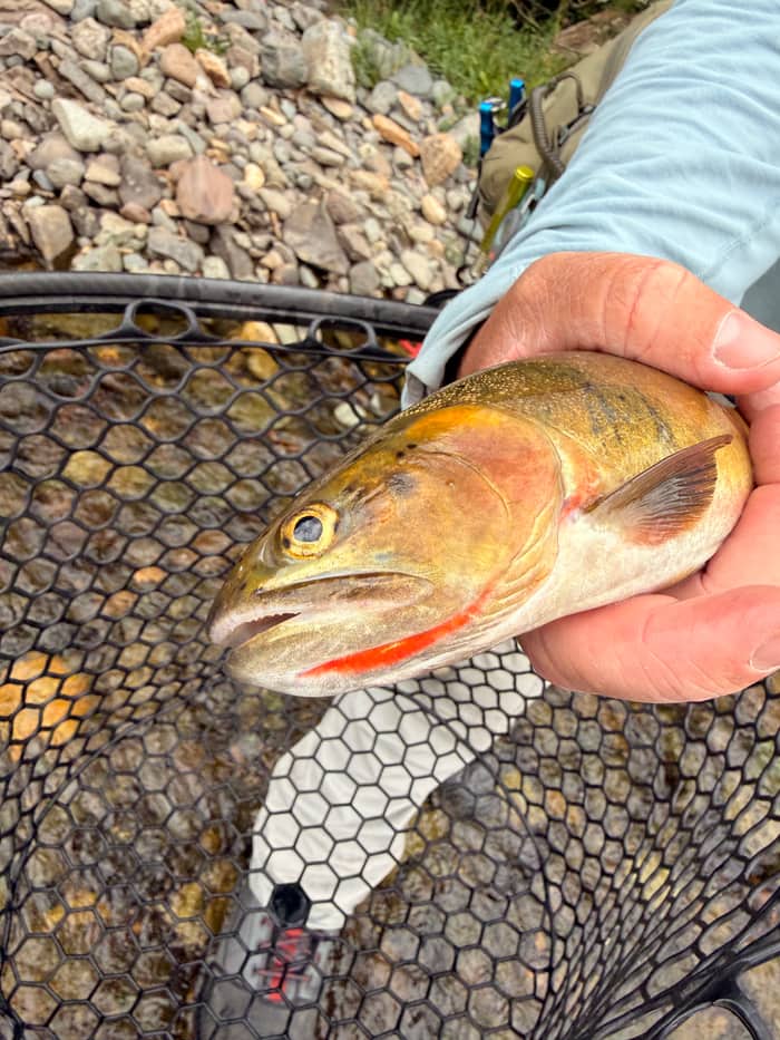 Close-up of a cutthroat trout's gold flank and crimson throat slash