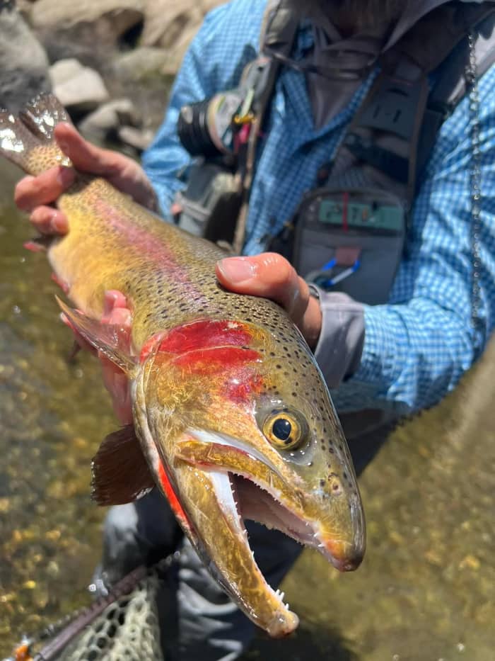 Close-up of a cutthroat trout's gold flank and crimson throat slash