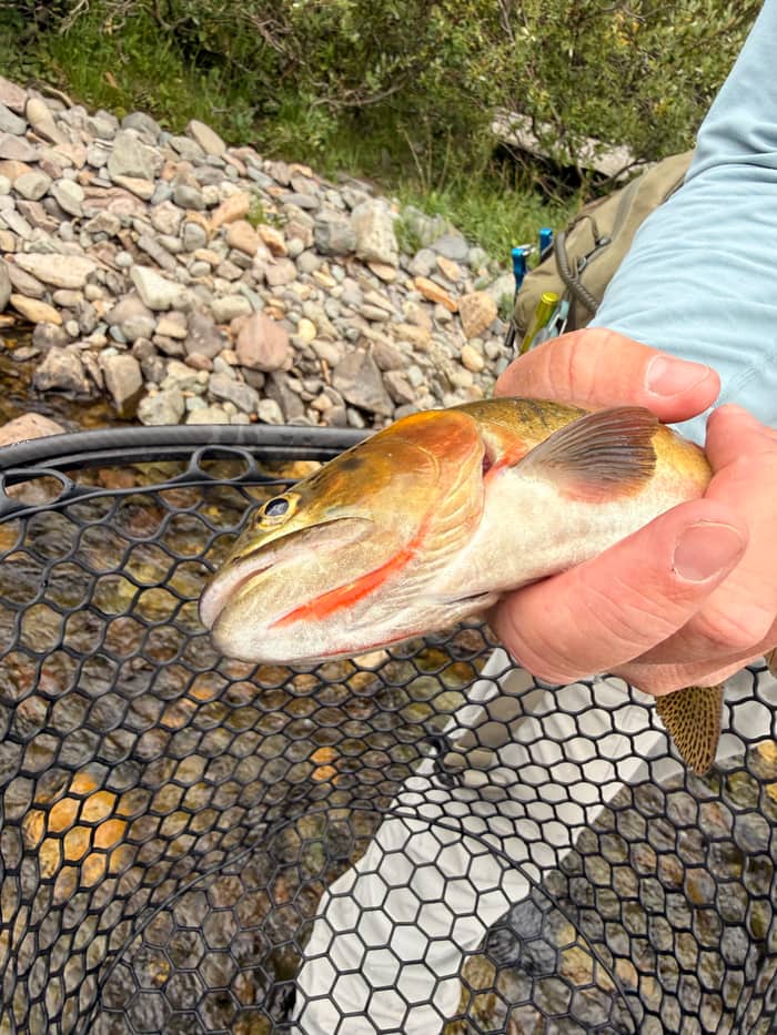 Cutthroat trout held above the net on a Colorado river